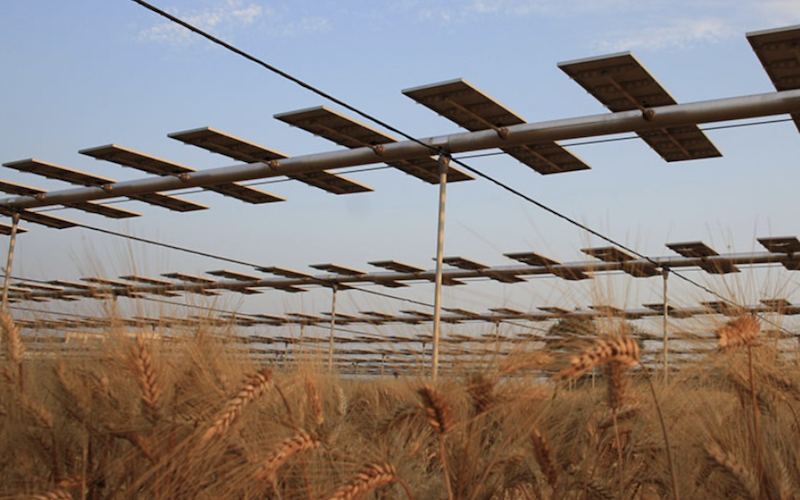 Coltivazione con agrivoltaico SolariLand